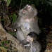 monkey_macaque_balinese_mf_ubud_v_1326_bal5047.jpg